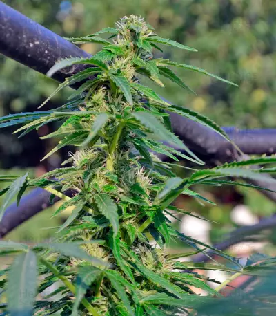 White Russian #1 Auto (Serious Seeds)