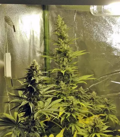 Wild Rose feminized seeds