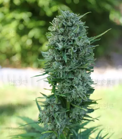 AK-49 Auto feminized seeds