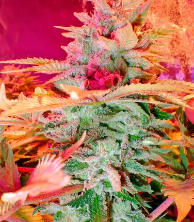 Afghan Kush x Skunk (World of Seeds)