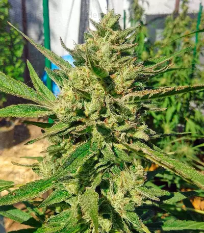 Black D.O.G. feminized seeds