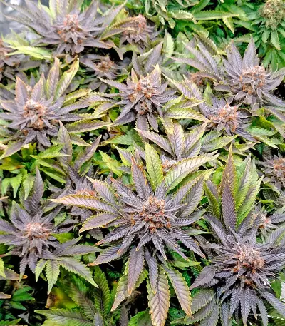 Blue Widow weed strain
