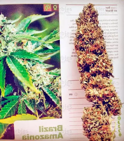 Graines de cannabis Brazil Amazonia (World of Seeds)