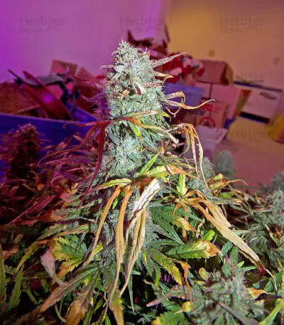 Critical Jack Autoflowering Seeds