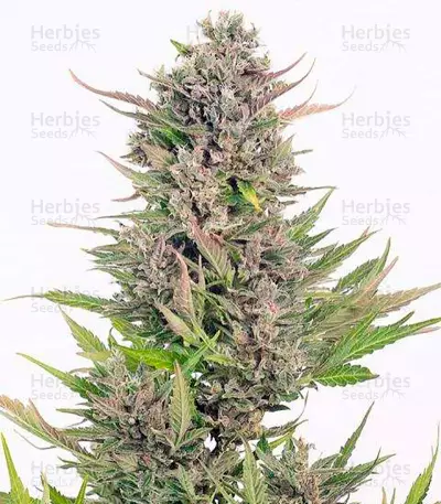 Critical + Seeds