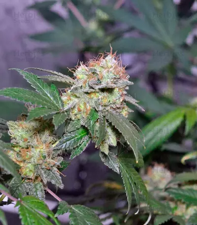 Euforia Seeds