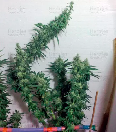 Greenhouse Thai Seeds