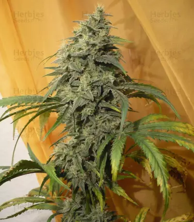 Graines de cannabis ICE (Female Seeds)