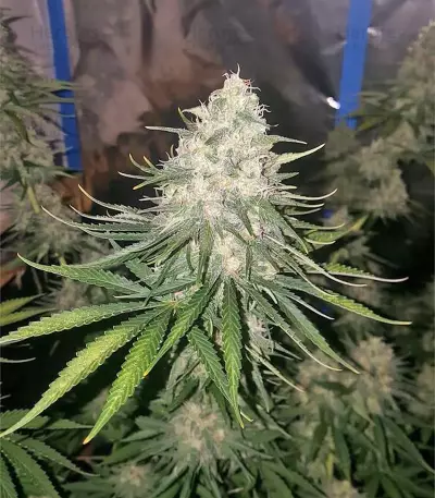 The Incredible Bulk Seeds (Dr. Krippling Seeds)