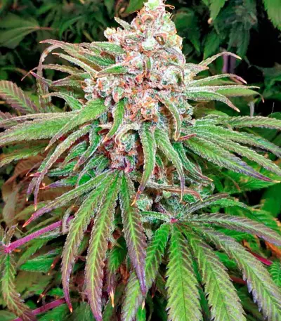 Kaya Gold Seeds