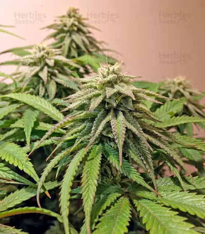 Lemon Garlic OG feminized seeds