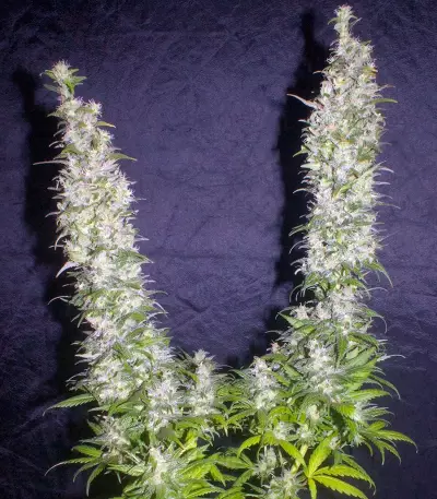 Monster Seeds