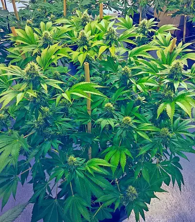 OG Kush (Humboldt Seeds Organization)