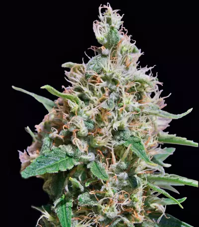 Graines de cannabis Peppermint Kush (Barney's Farm)