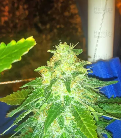 Russian Snow feminized seeds