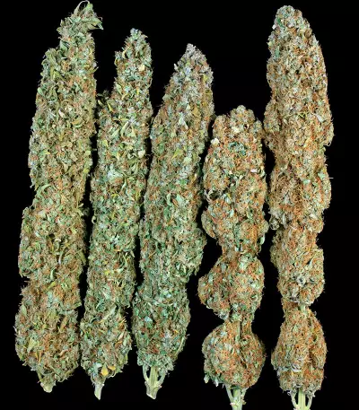 Serious Happiness Seeds