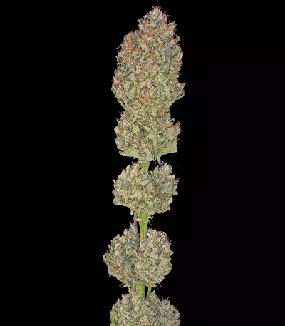 Semi femminizzati di Serious Kush