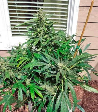 Sour Diesel Auto feminized seeds