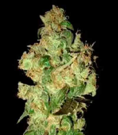 VIP Dwarf Auto Seeds