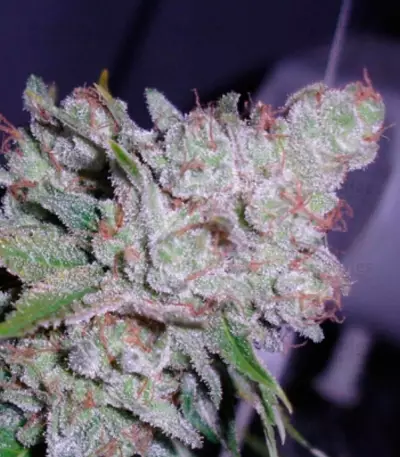 White Berry (VIP Seeds)