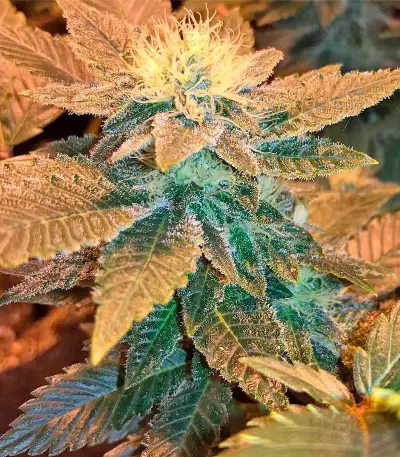 White Widow feminized seeds (Dinafem)