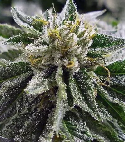 Canadian Kush Seeds
