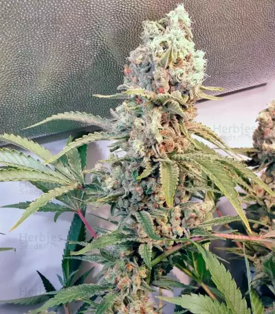 Green Poison Seeds
