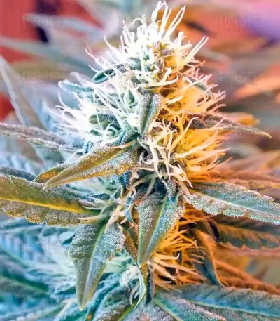 Ladyburn 1974 Seeds