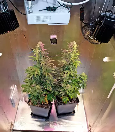 Graines de cannabis OG Kush Autoflowering (Dinafem Seeds)