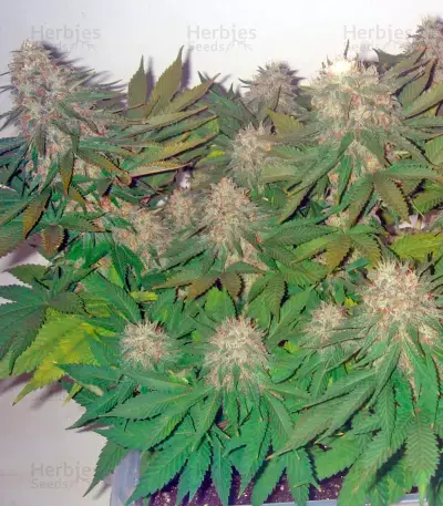 Pato #1 (Kannabia Seeds)