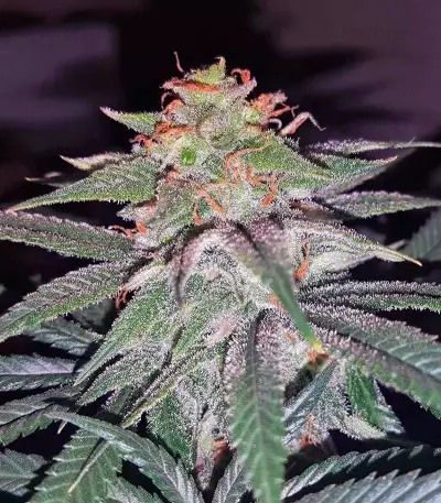 Tutankhamon (King Tut) feminized seeds