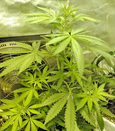 Amnesia Kush Seeds