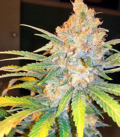 Aurora Indica strain
