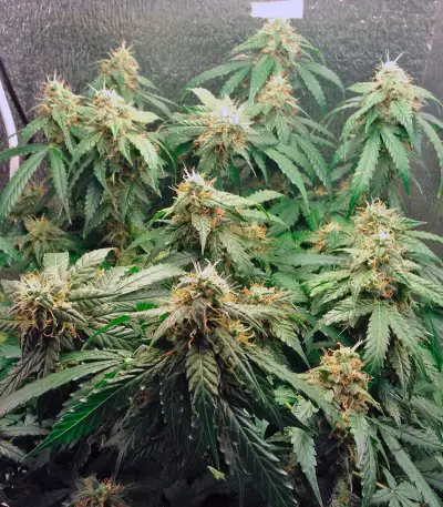 Auto Euforia (Dutch Passion)