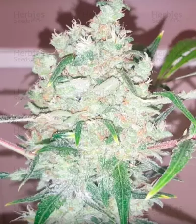 Bulk Smash Auto feminized seeds