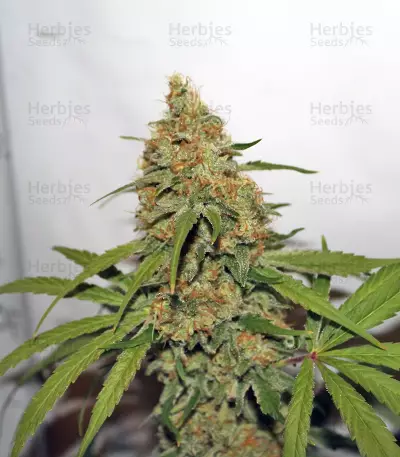 CBD Kush (Dutch Passion)
