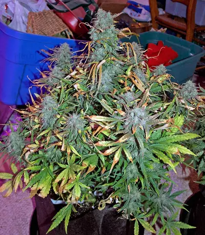 Critical Jack Autoflowering Seeds
