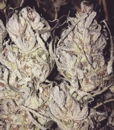 Dieseltonic Seeds