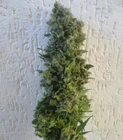 Jack Herer feminized seeds (Vision Seeds)
