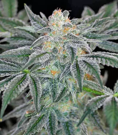 Mazar Kush (World of Seeds)