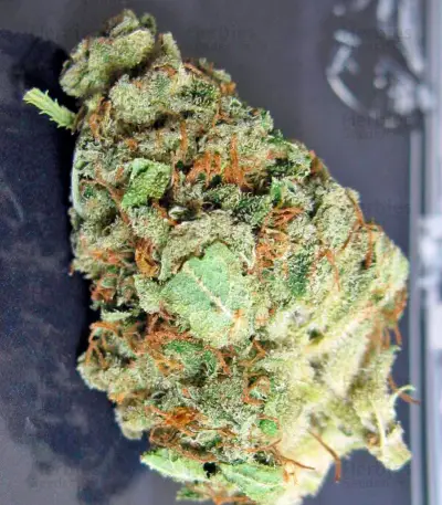 Money Maker (Strain Hunters)