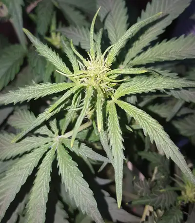 Stardawg Auto feminized seeds