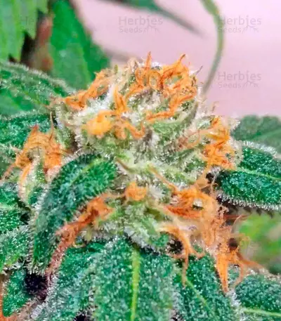 Super Silver feminized seeds