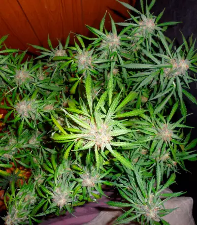 Super Skunk Auto (Vision Seeds)