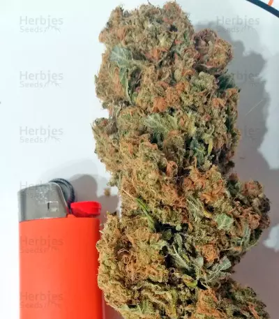 Graines de cannabis White Domina (Kannabia Seeds)