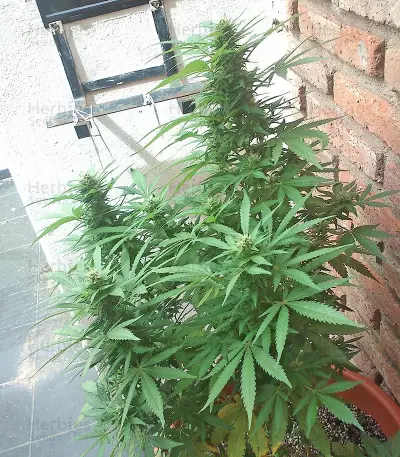 White Siberian feminized seeds