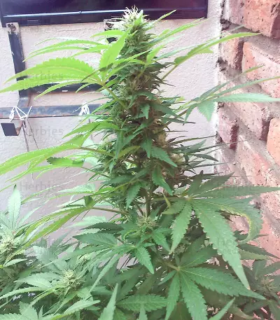 White Siberian feminized seeds