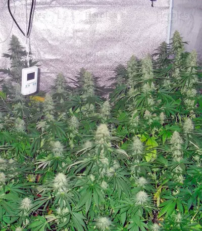 Green Poison Seeds