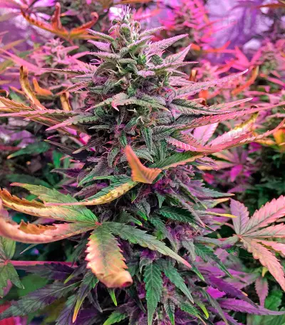 Haze XXL Autoflowering Seeds