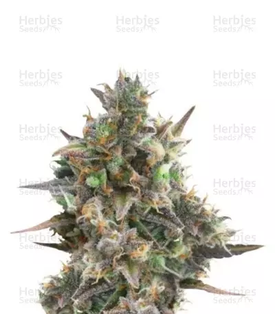 Buy Royal Bluematic Auto feminized seeds